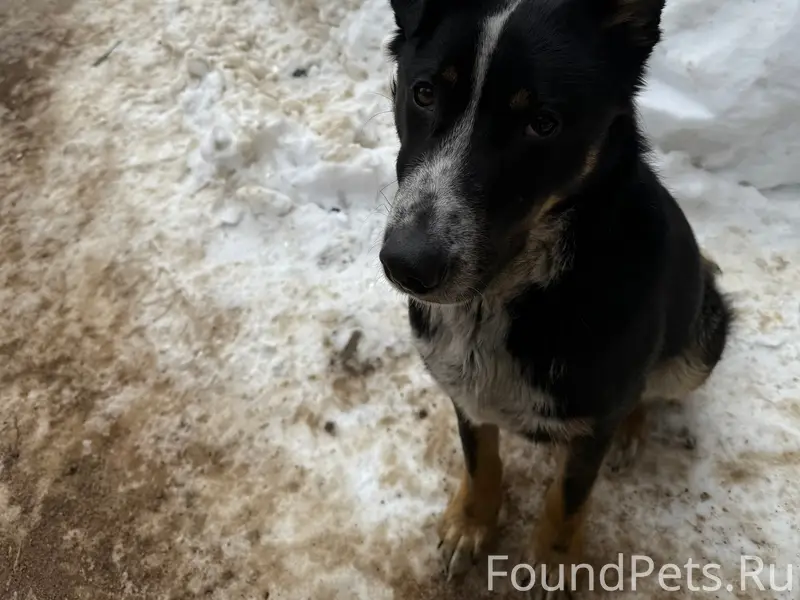 Найденна собака, улица Малышева
