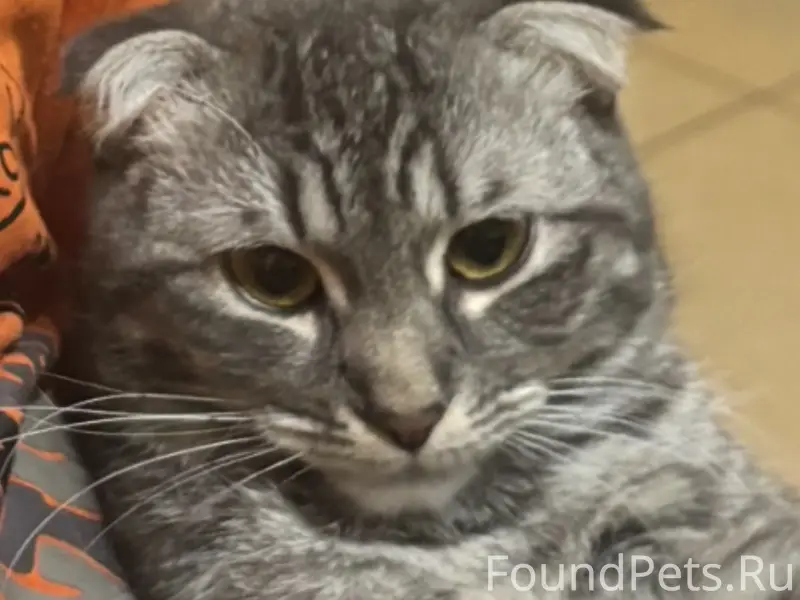 Пропал котёнок Басик, район «муравейника»