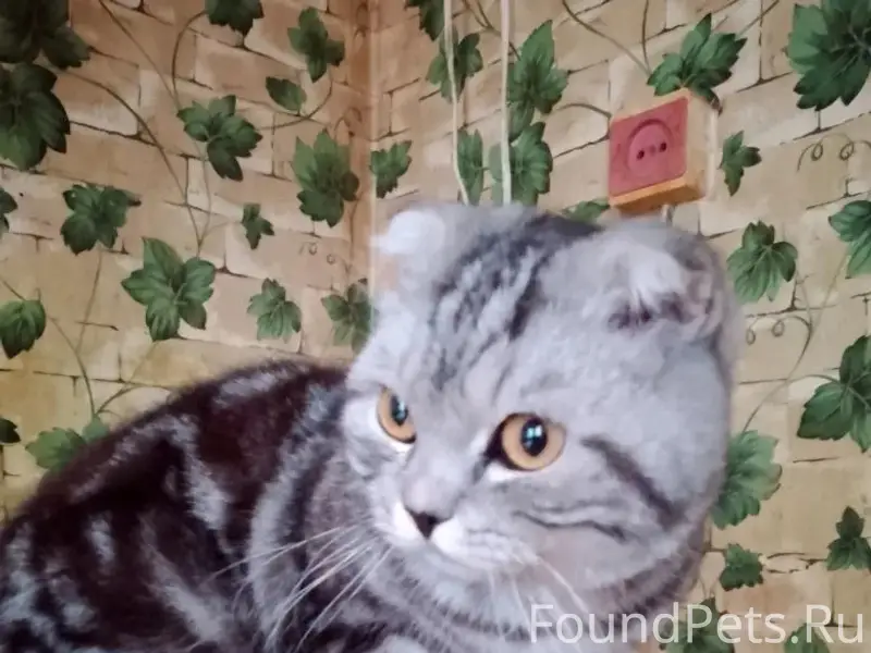 Найдена кошка, Октябрьская, 88