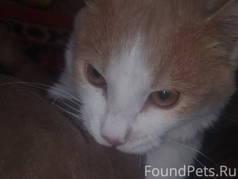 Пропал кот, переулок Северный