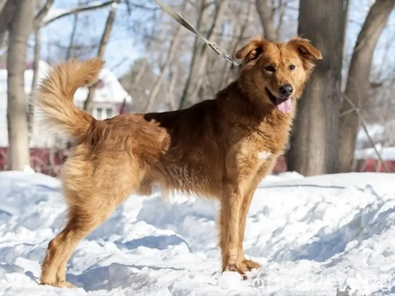 Пропала собака, рыжий с чёрным, без ошейника