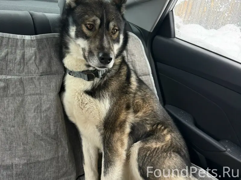 Пропали собаки Роки и Вольт, ДПК Созвездие Премиум