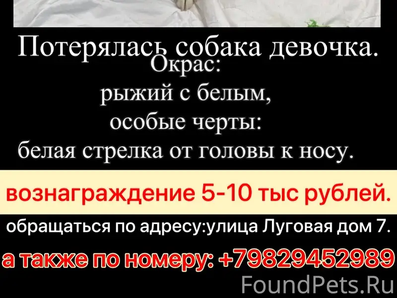 Пропала собака, место не указано