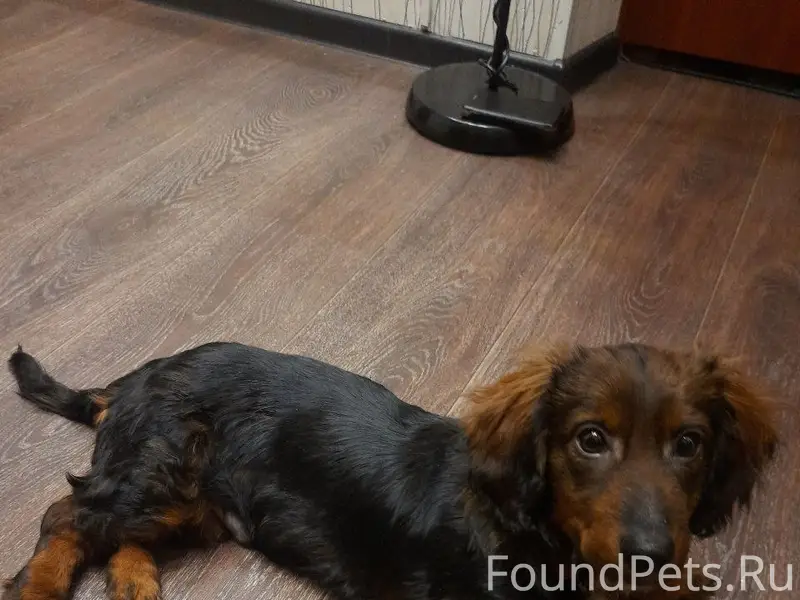 Найден щенок, Мичурина, 29, Новоуральск