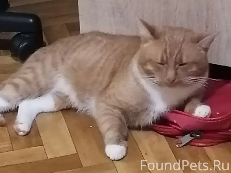 Пропал кот Кузя, Шуя