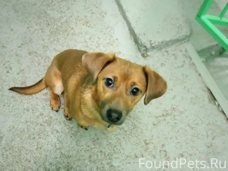Найден щенок, находится Привокзальная 43