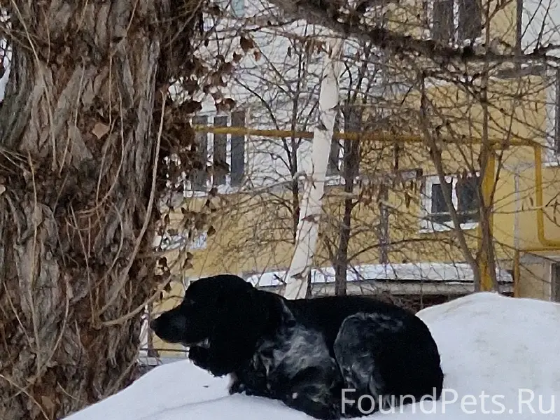 Пропала собака, бегает у дома ул. Чернышевского