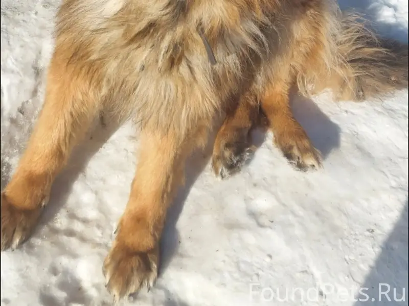 Пропала собака, улица Заводская