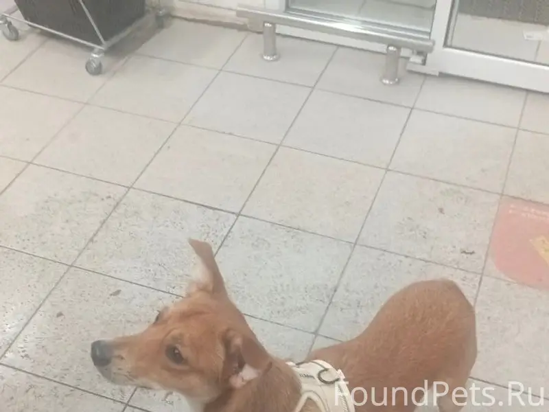 Найден пёс в шлейке, Кошелев Парк