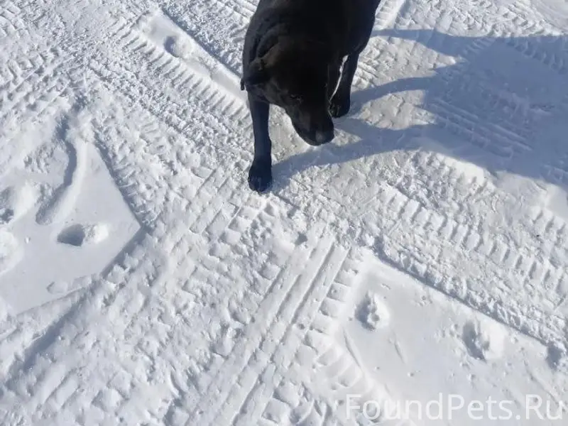 Найдена собака, берег Братского залива