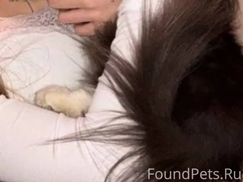 Пропал кот Фунтик, район ул. Урицкого и ул. Тихонова