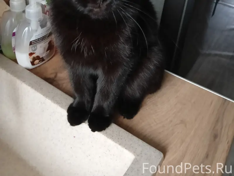 Пропала кошка, улица Калинина