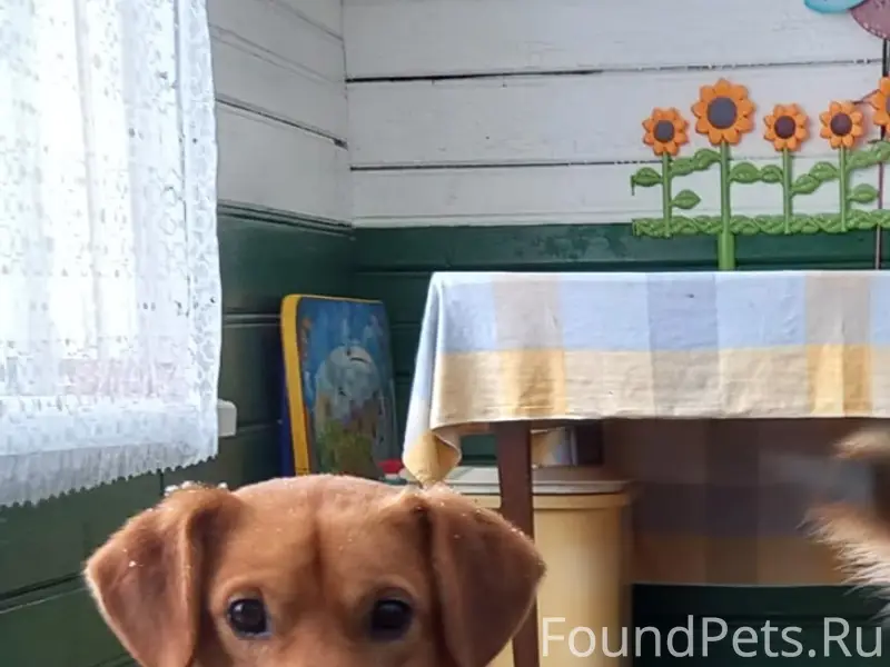 Пропал пёс Филя, деревня Кусва