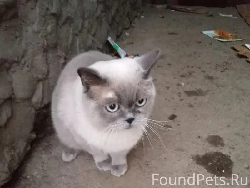 Найден кот, г. Курск