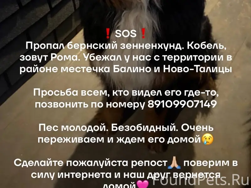 Пропал [собака] Рома, Балино/Ново-Талицы