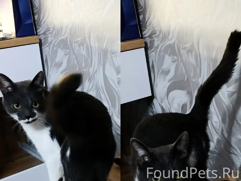 Пропал серый кот, г. Дорогобуж