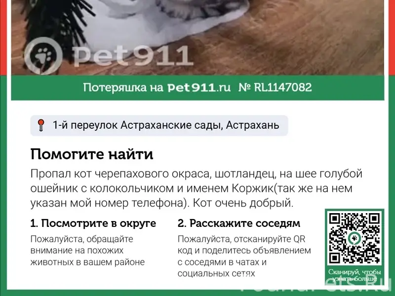 Пропала шотландская кошка Коржик, Астрахань