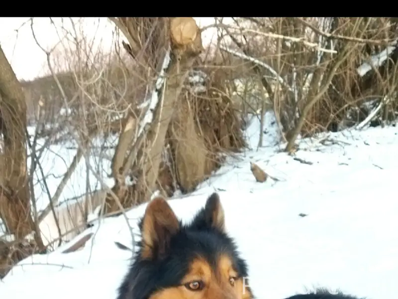 Пропал пёс Троян, левый берег Кривца