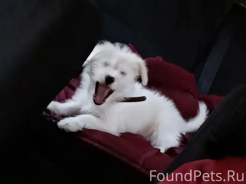 Пропала щенок Груня, белый окрас, ул. Карла Маркса