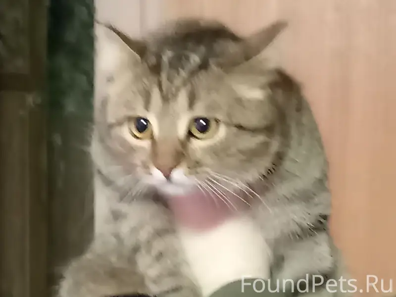 Найден кот, возле магазина 'Ярче' по ул. Жукова