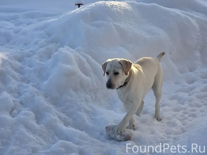 Пропала собака Рокси, деревня Ваймуша