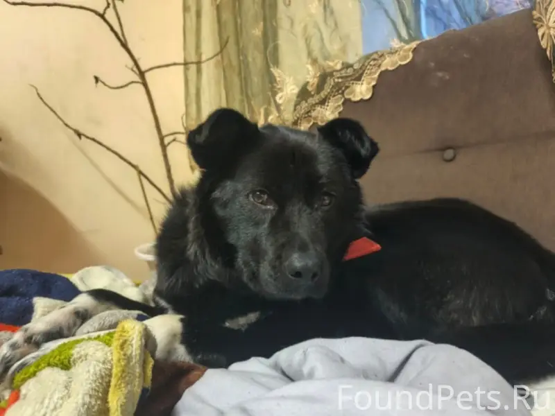 Пропала собака Белла, район второго отделения