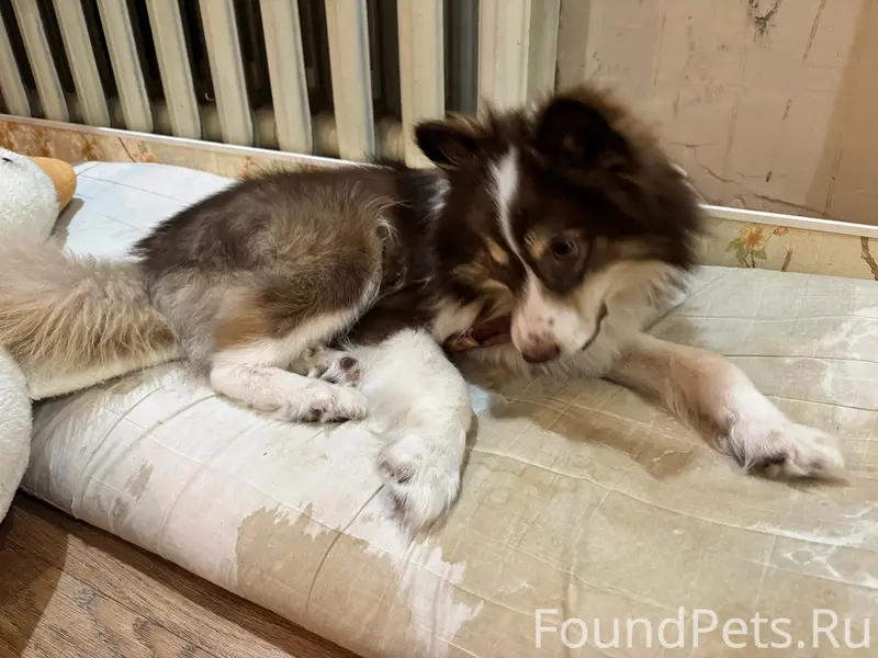 Найден щенок, район кб в п. Искателей