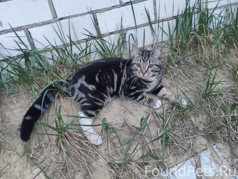 Пропал кот, с. Вад