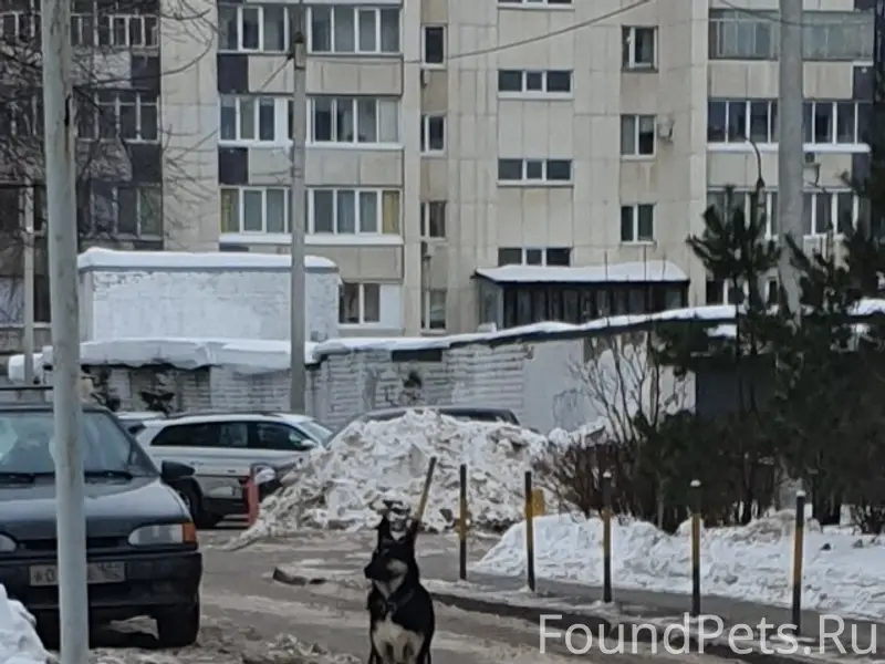 Пропала собака фенотип вео, Гоголя