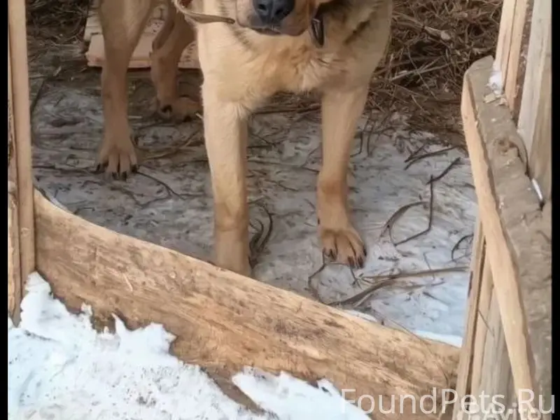 Найден метис алабая, Строганово