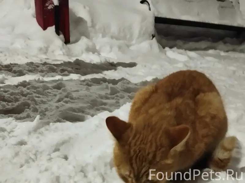 Найден рыжий кот, Фрунзенский район