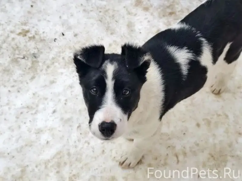 Пропала собака Луна, район Котовского