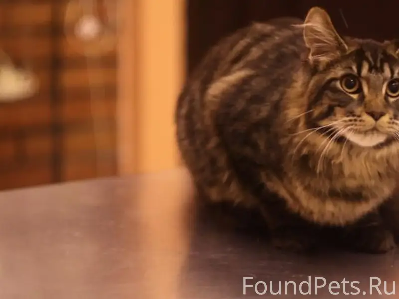 Пропала кошка мейкун, Плоска, ул. Вересковая