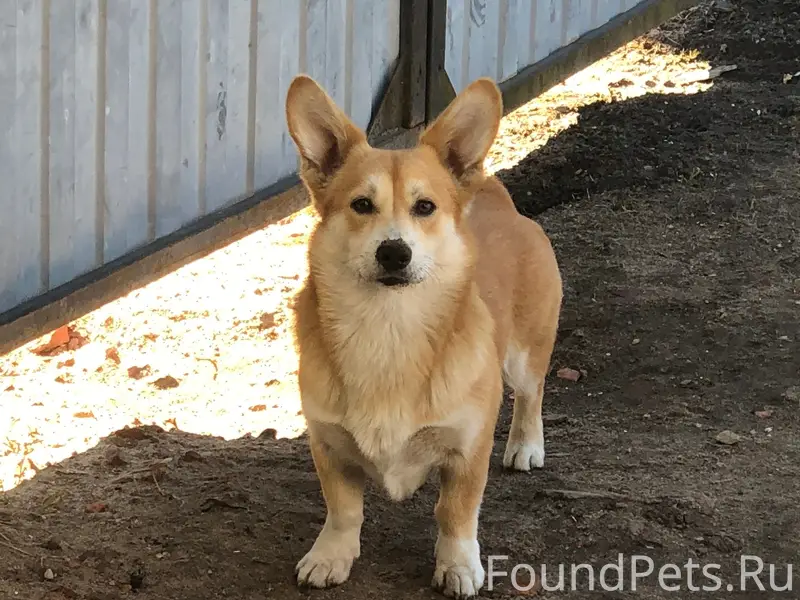 Пропала собака Баффи, Торопец