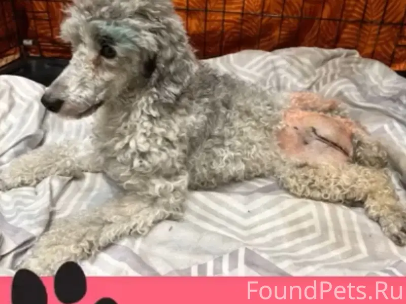 Найдена собака Мишель, требуется помощь