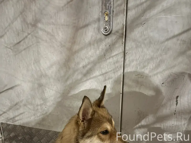 Пропала собака, у дома Вишневского