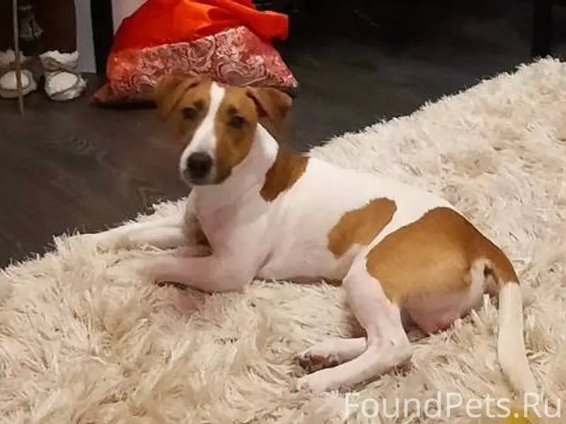 Пропал Джек-рассел Майкл