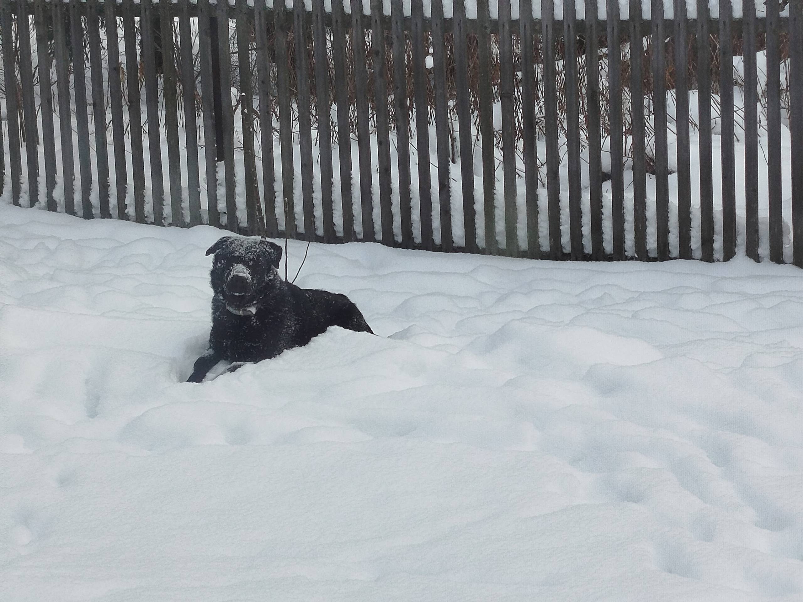 Пропал чёрный пёс Борис, Тутаев