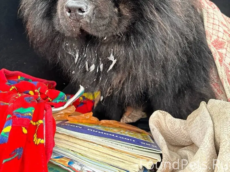 Найден пёс, Фатеевский перекрёсток