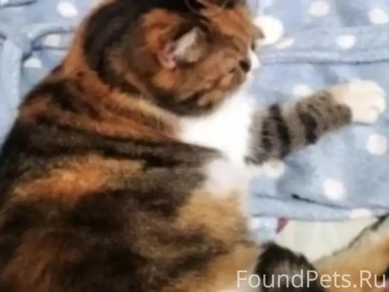 Пропали уличные коты, Севастополь