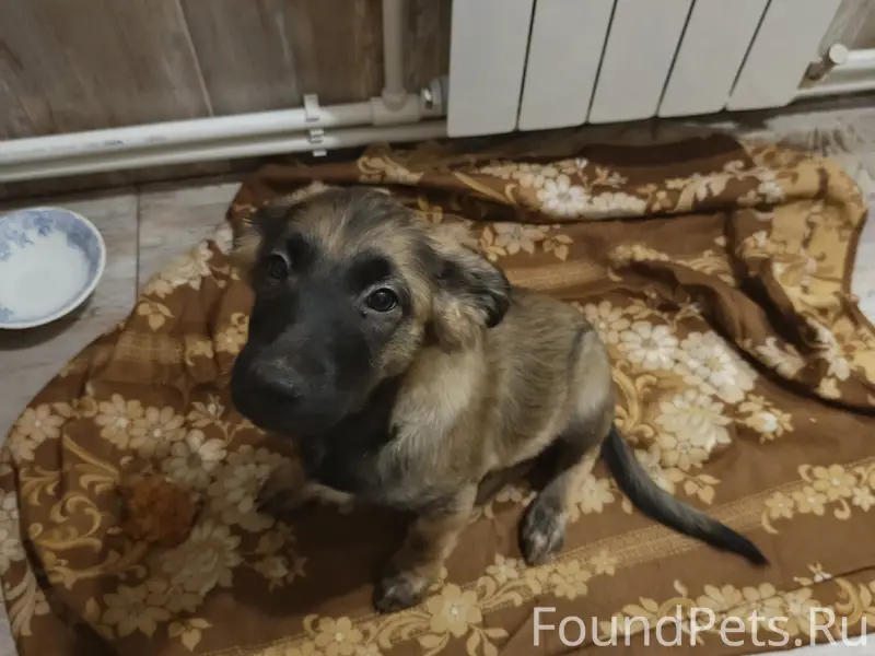 Найден мальчик-собака, район Радиогорка