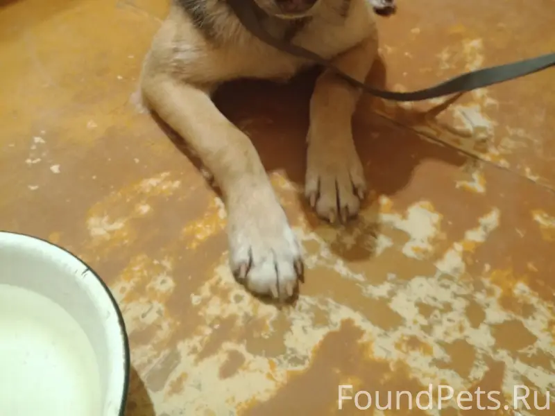 Найдена кошка, Воронеж