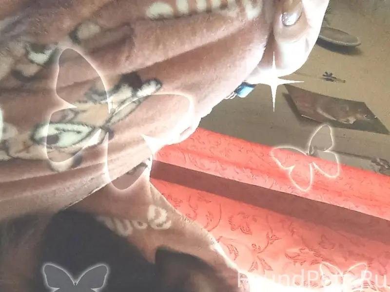 Пропала собака,