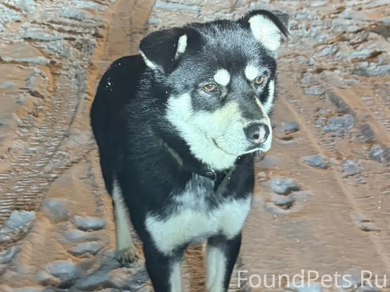 Найден пёс, Павловский Посад, Игнатьево