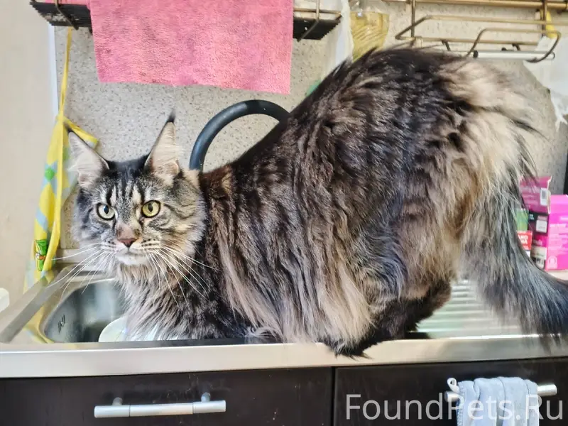 Пропал Мэйкун Гена, г. Сокол