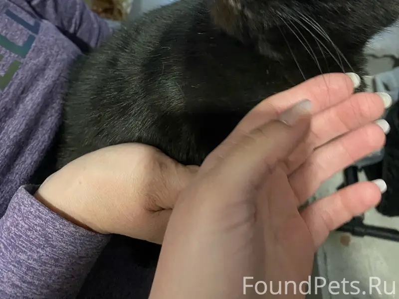 Найден кот, д. Павлицево, Казарма