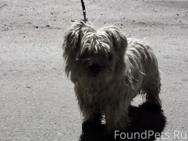 Найден пес, район 12 школы