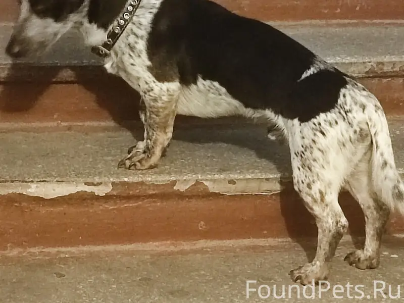 Найден домашний пёс, Парковая 10