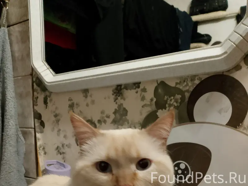 Найден кот, улица Сарычева