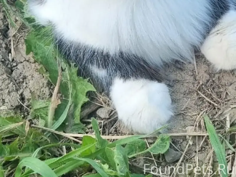 Пропала кошка Аляска